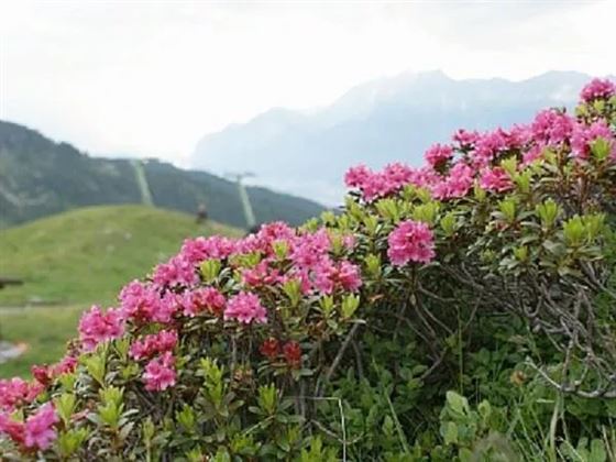 Alpenrosenblüte Tulfein