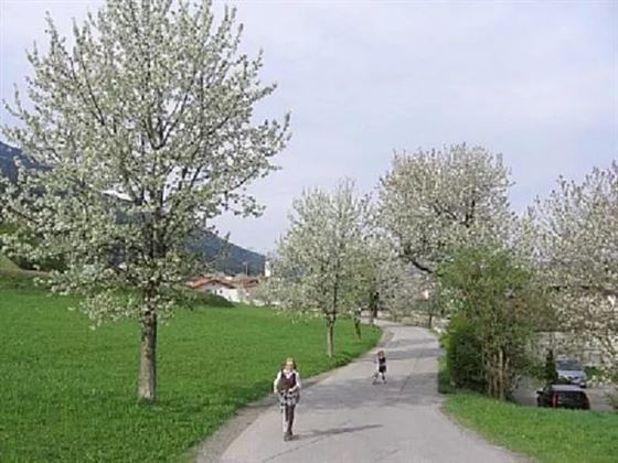 Kirschbaumblüte in Tulfes