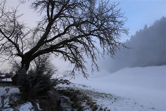 Ein kahler Baum steht in einer Schneelandschaft. Der Himmel ist teilweise bewölkt und die Umgebung wirkt neblig.