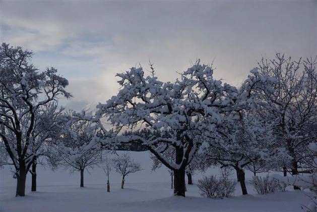 Obstgarten Pfunerhof im Winter