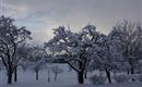 Obstgarten Pfunerhof im Winter