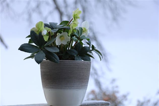 Eine Pflanze mit weißen und grünen Blüten in einem dekorativen Topf steht auf einer Fensterbank. Der Hintergrund ist unscharf und zeigt eine winterliche Landschaft.
