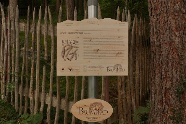 Baumpfad