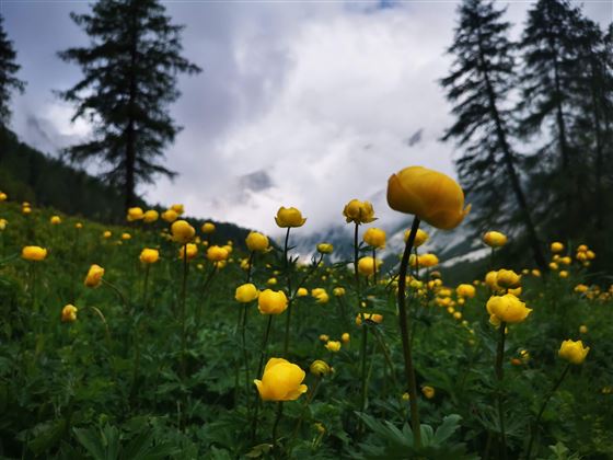 das Blumenparadies im Karwendel