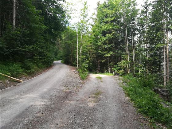 ici, après la barrière, suivre le chemin à gauche en montée !