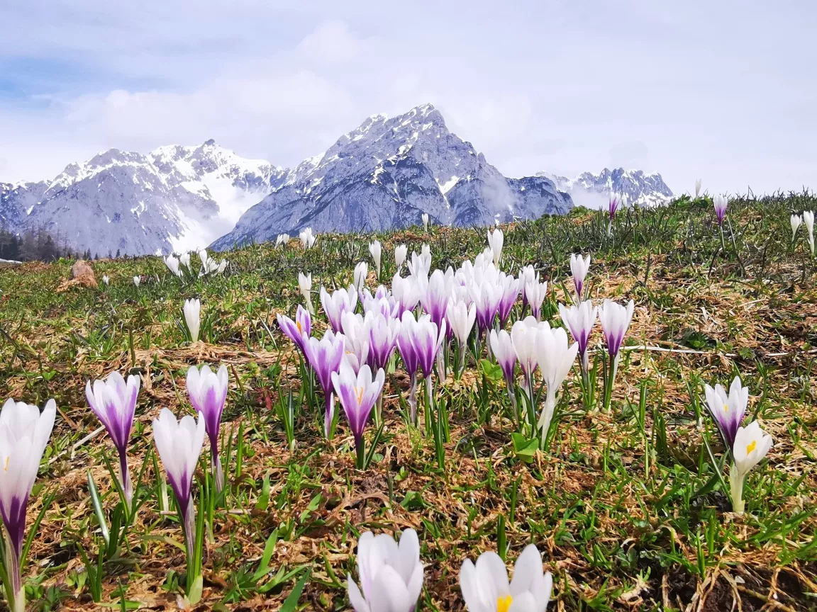Zur Krokusblüte auf die Walderalm