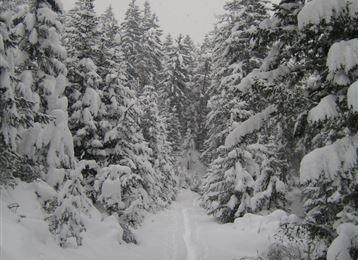 Tulfer Waldweg "Schöne Aussicht"