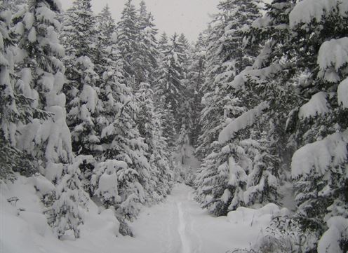 Tulfer Waldweg "Schöne Aussicht"