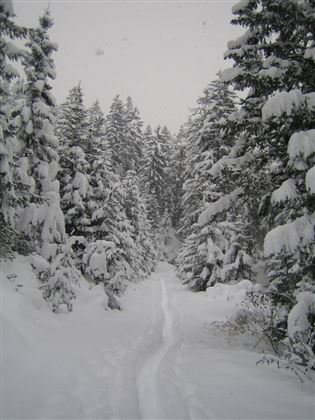 Tulfer Waldweg "Schöne Aussicht"
