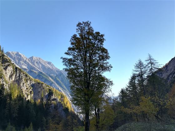 Thaurer Alm - Törl - Halltal