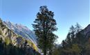 Thaurer Alm - Törl - Halltal