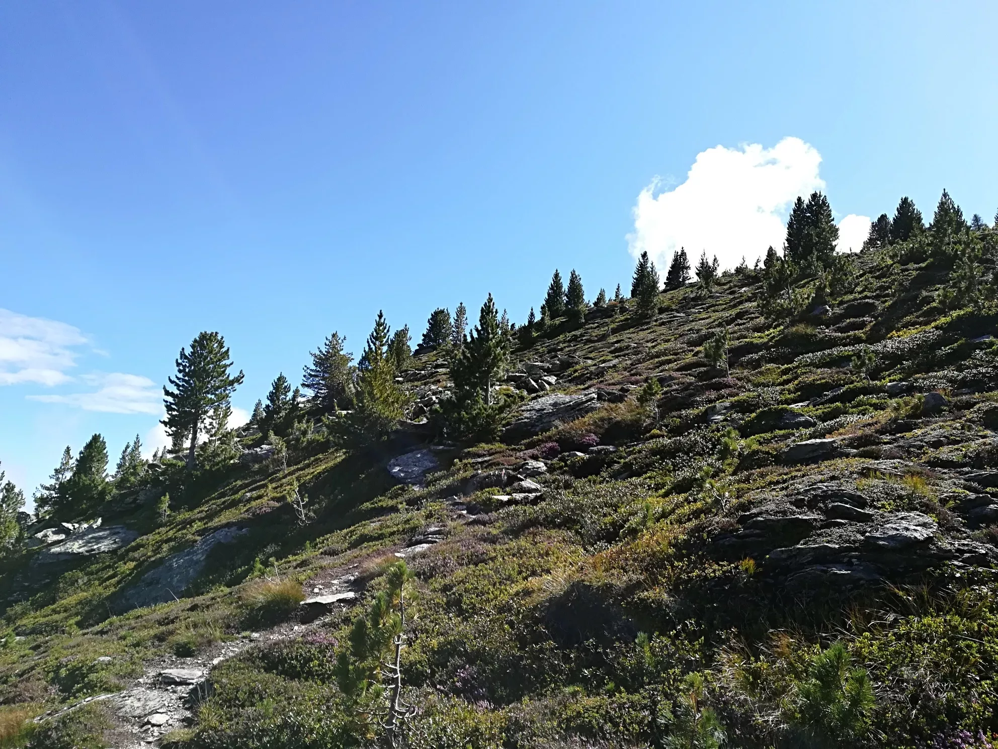 Von der Tulfeinalm auf den Schartenkogel