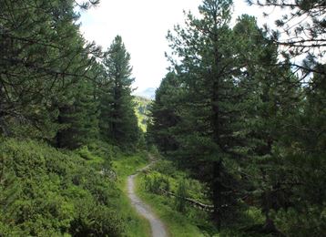 Le sentier des pins de Lizum - Zirmweg - vers le refuge Lizumer Hütte