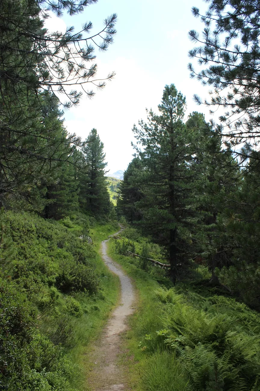 Der Lizumer Zirbenweg - Zirmweg - zur Lizumer Hütte